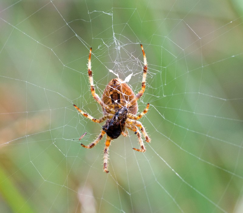 Трубковые пауки Dysderidae