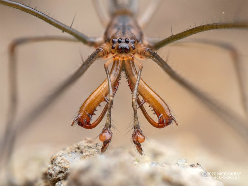 Tetragnatha Nigrita