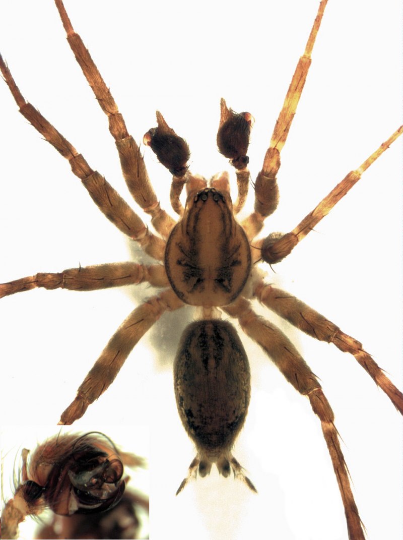 Agelena orientalis