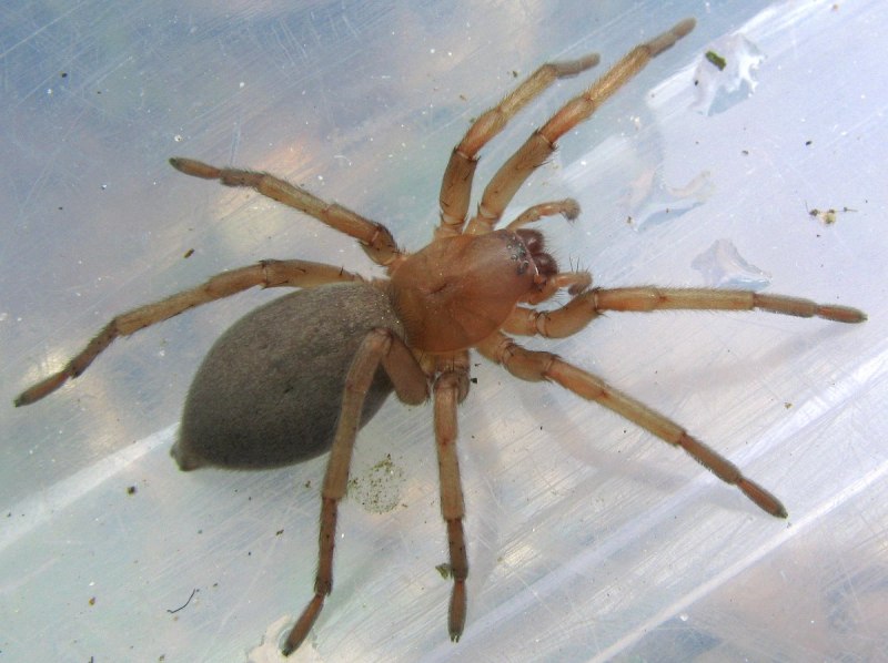 Araneus diadematus паук