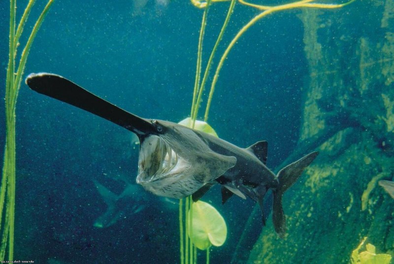 Американский веслонос (Polyodon spathula)