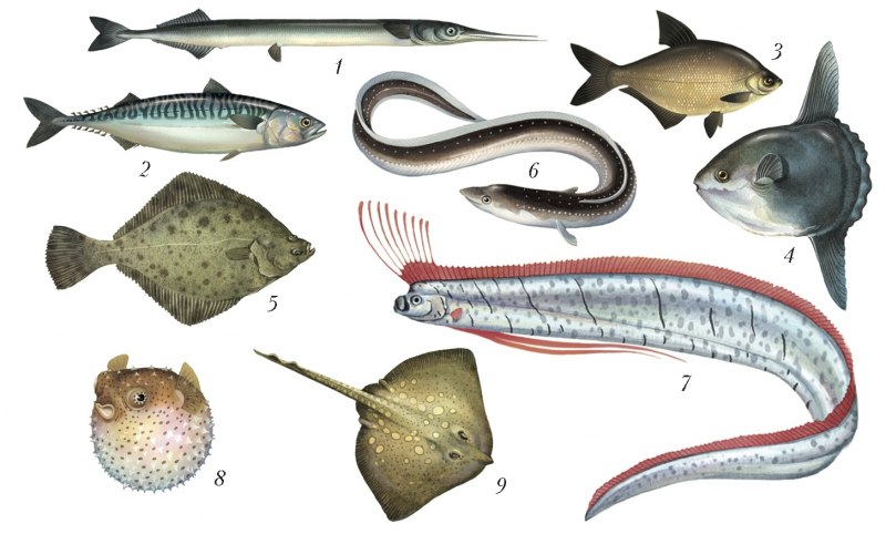 Морские рыбы