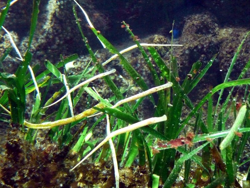 Syngnathus typhle