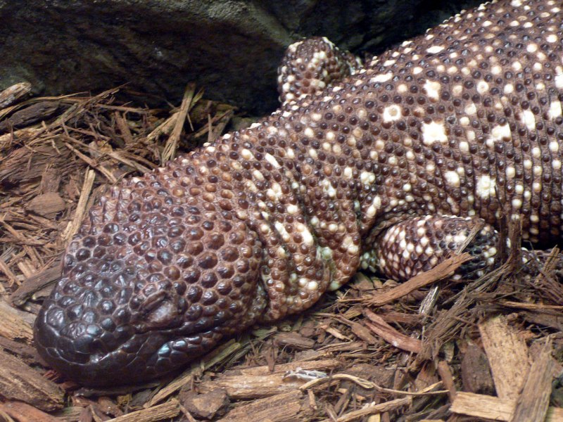 Зеленая игуана (Iguana Iguana)