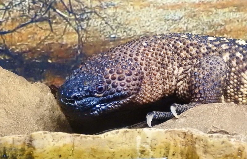 Heloderma horridum ящерица