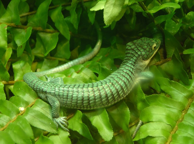 Игуана ошейниковая пустынная - Crotaphytus collaris