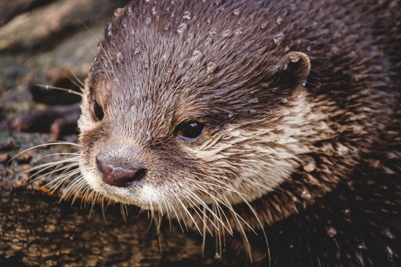 Кавказская выдра (Lutra Lutra meridionalis)