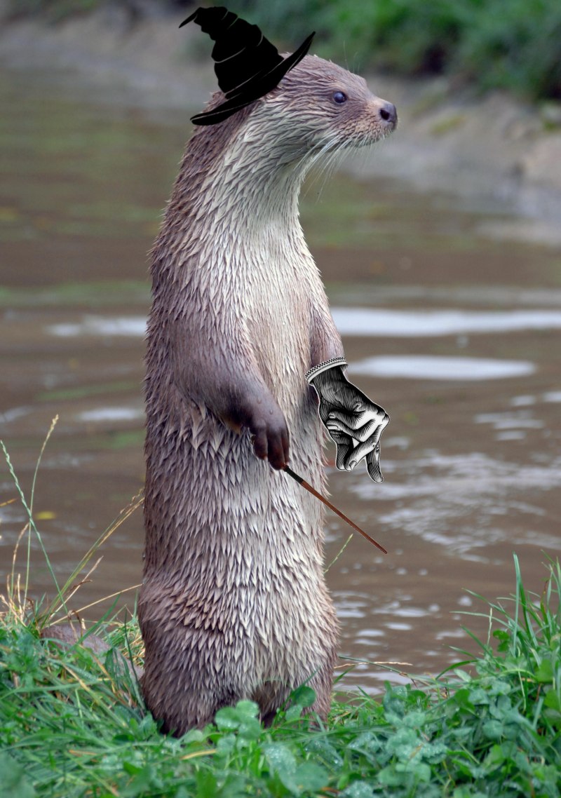 Выдры Otters