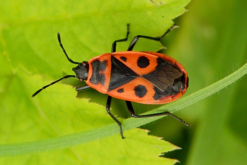 Клоп-солдатик Pyrrhocoris