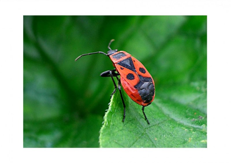 Клоп-солдатик – Pyrrhocoris apterus
