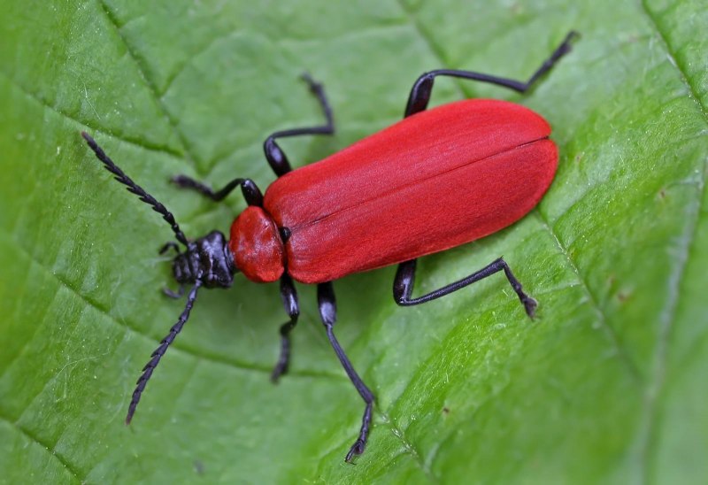 Клоп-солдатик Pyrrhocoris