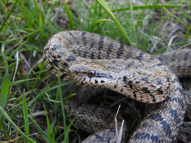 Обыкновенная гадюка (Vipera berus)