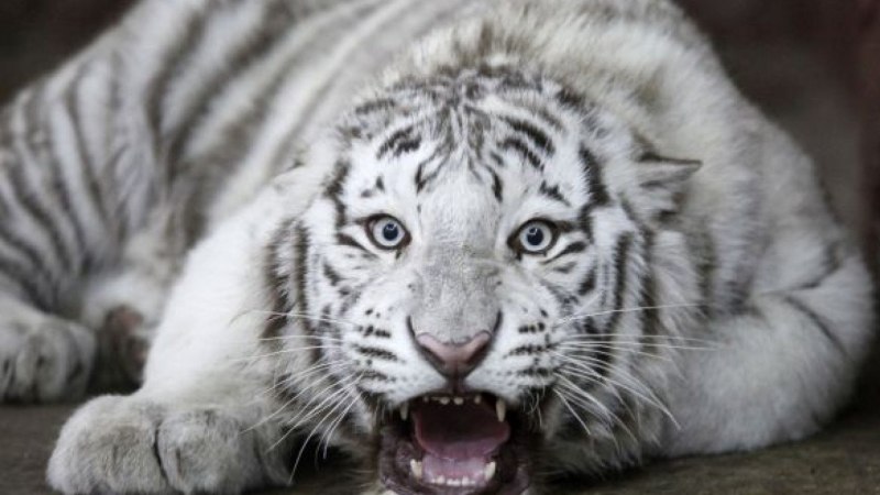 Белый тигр Sunderbans голубые глаза