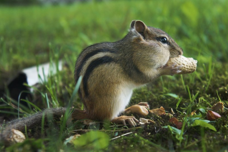 Sciurus spadiceus