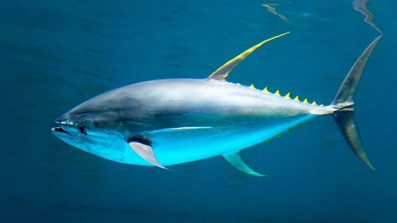 Thunnus thynnus