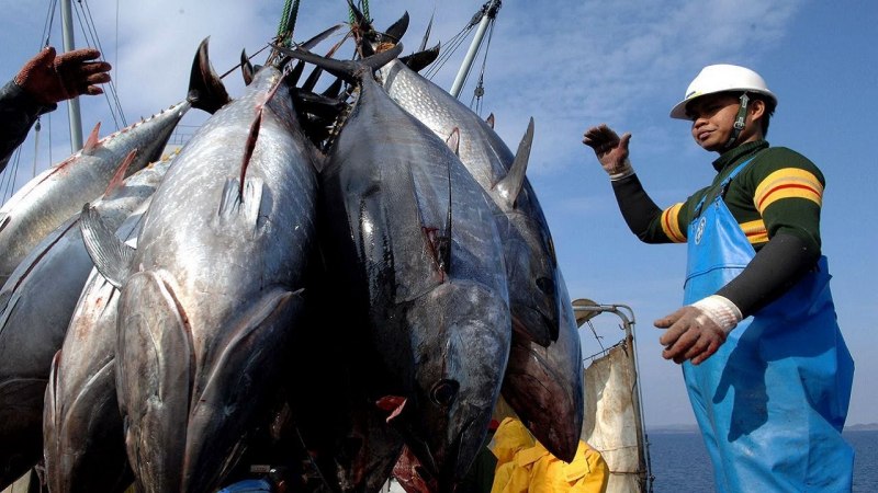 Thunnus Alalunga