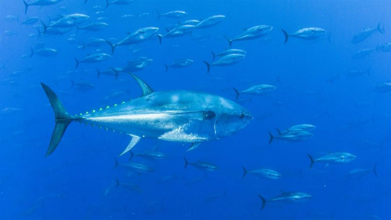 Southern Bluefin Tuna