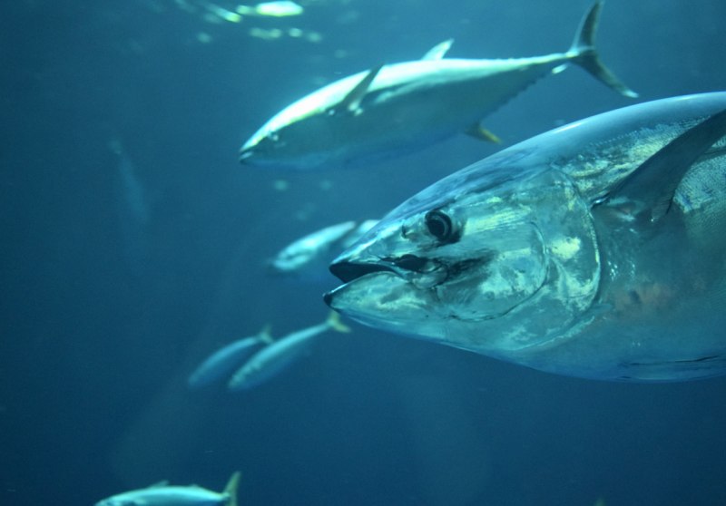 Giant Tuna