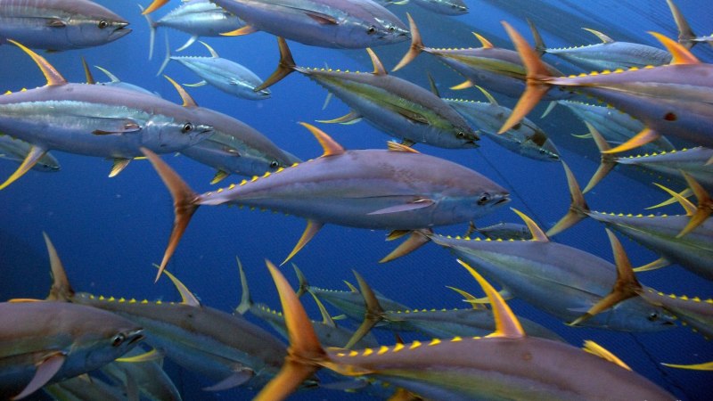 Thunnus Albacares
