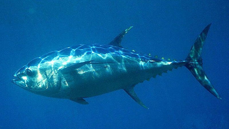 Atlantic Bluefin Tuna