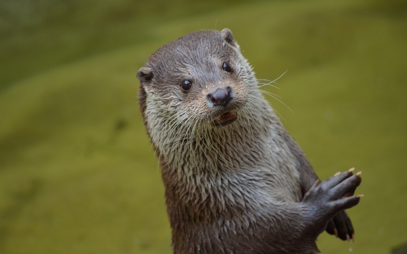 Выдры Otters