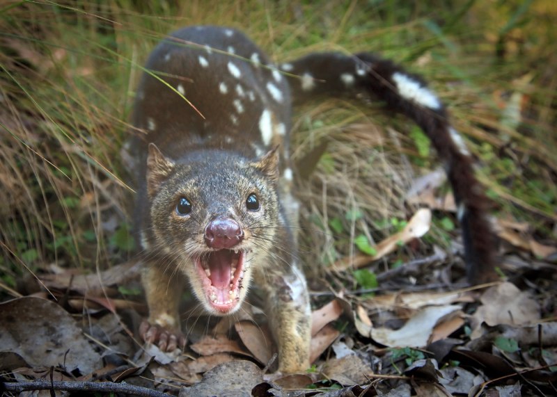 Пятнистохвостая сумчатая куница (Dasyurus maculatus)