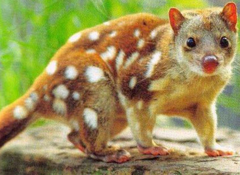 Северная сумчатая куница