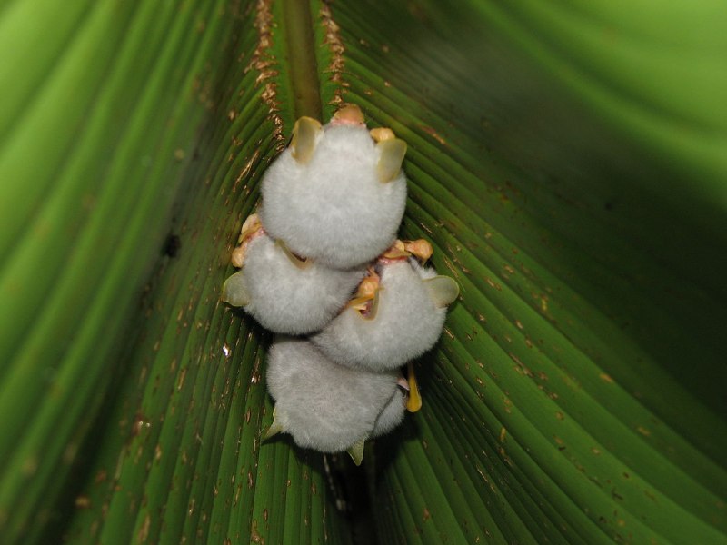 Ectophylla Alba