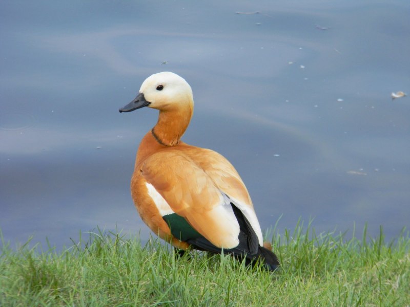 Tadorna ferruginea