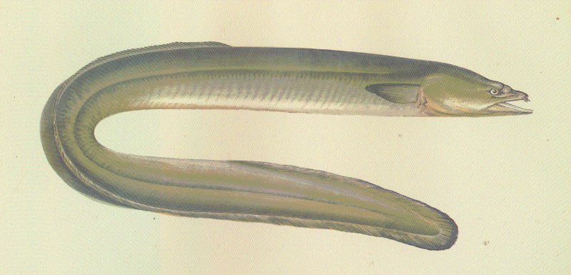 Acanthonus armatus