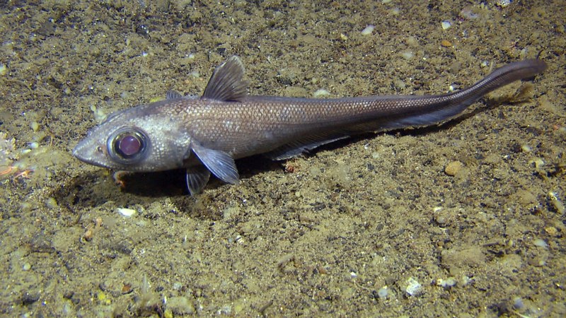 Abyssobrotula galatheae