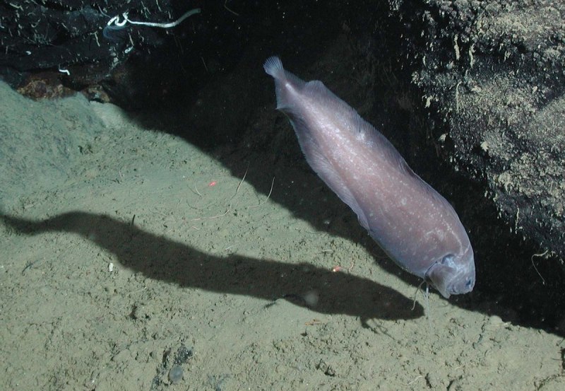 Рыба Abyssobrotula galatheae