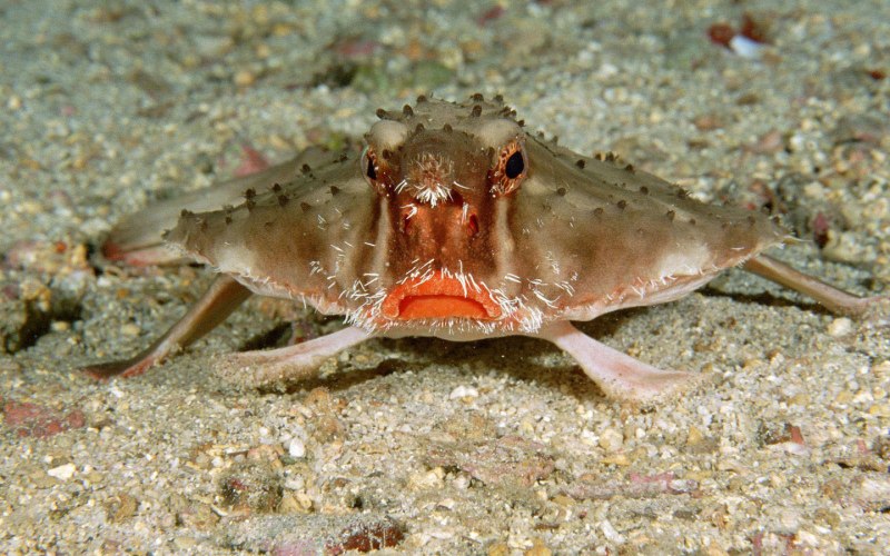 Рыбка Cryptotora thamicola