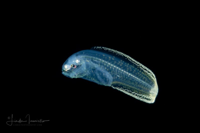 Chimaera monstrosa