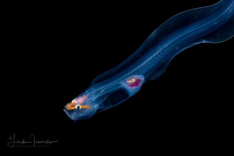 Короткоперых угрей (Anguilla Australis)
