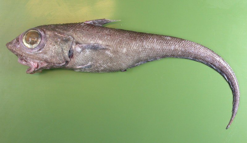 Рыба Abyssobrotula galatheae