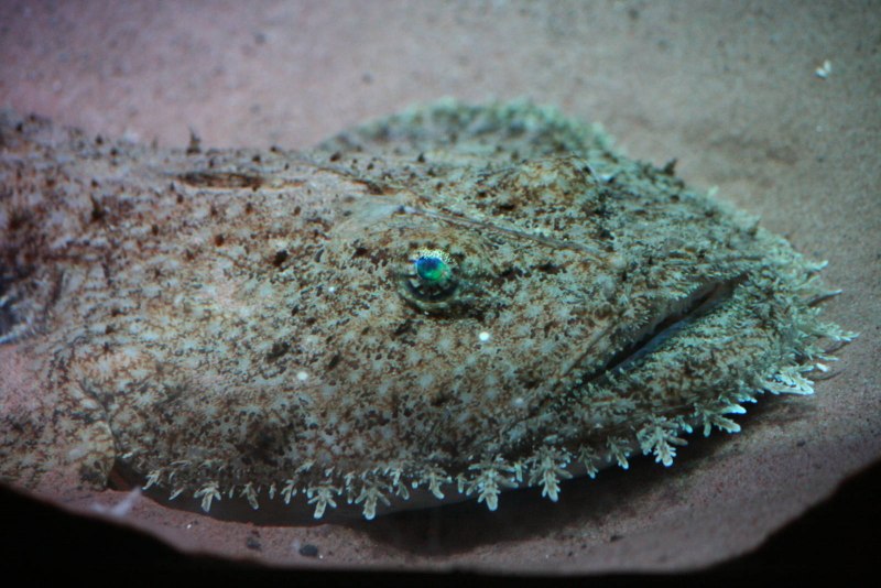 Морской СЛИЗЕНЬ Pseudoliparis swirei