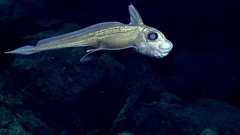 Cusk eel