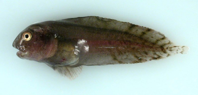 Ogcocephalus Vespertilio