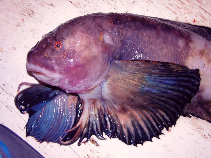 Ogcocephalus nasutus