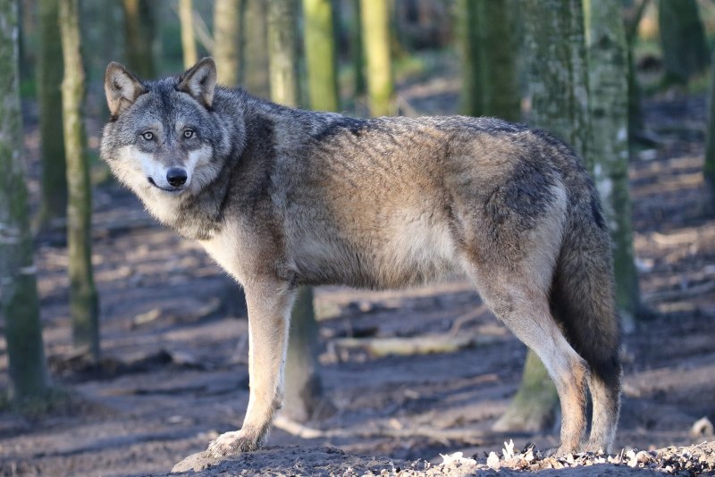 Волк обыкновенный (canis Lupus)