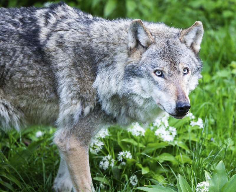 Карпатский волк (70 фото)