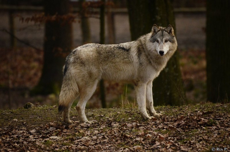 Кенайский волк canis Lupus alces