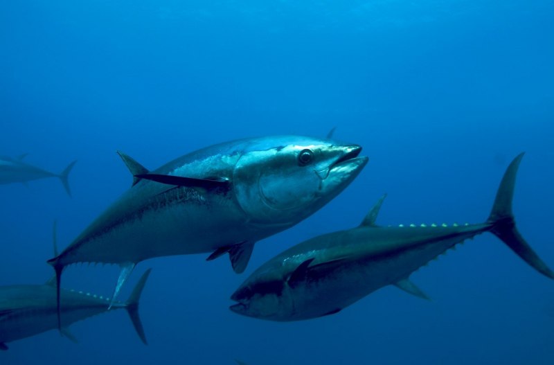 Thunnus thynnus