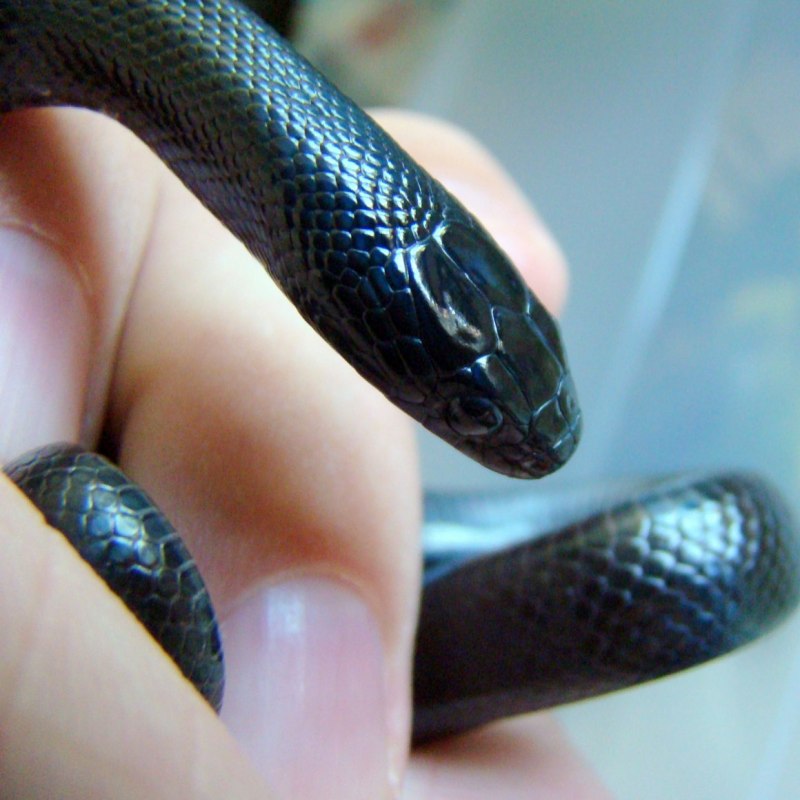 Королевская Мексиканская змея Lampropeltis mexicana