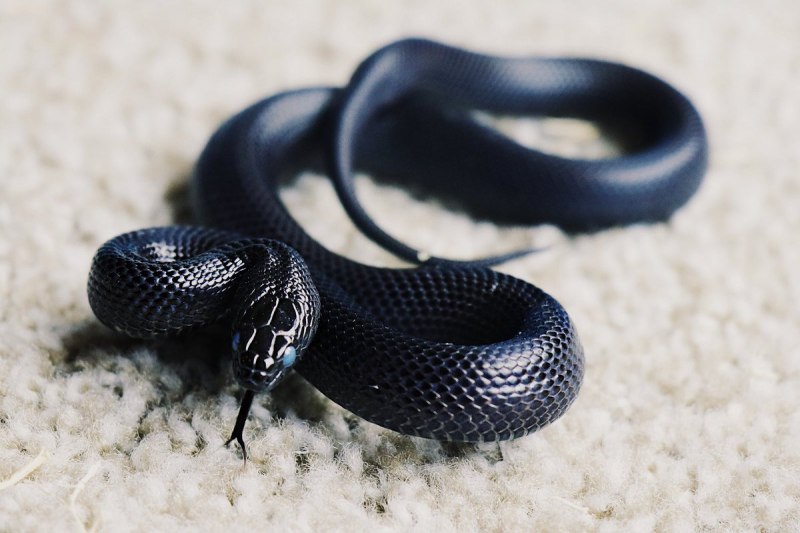 Lampropeltis Triangulum