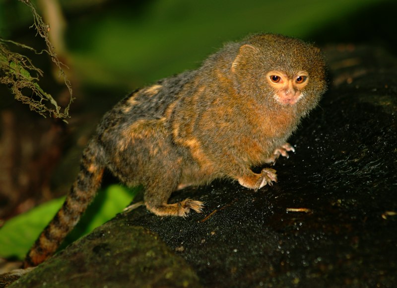 Чернохвостая игрунка (Mico melanurus)