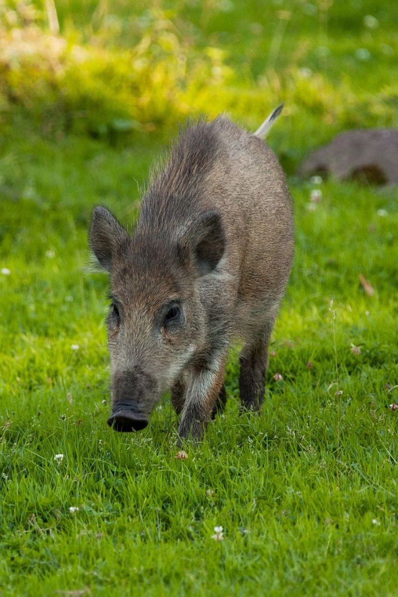 Кабан (sus scrofa)