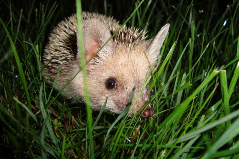 Еж Ушастый Hemiechinus auritus