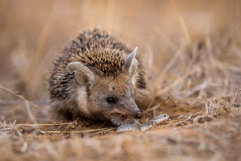 Еж Ушастый Hemiechinus auritus